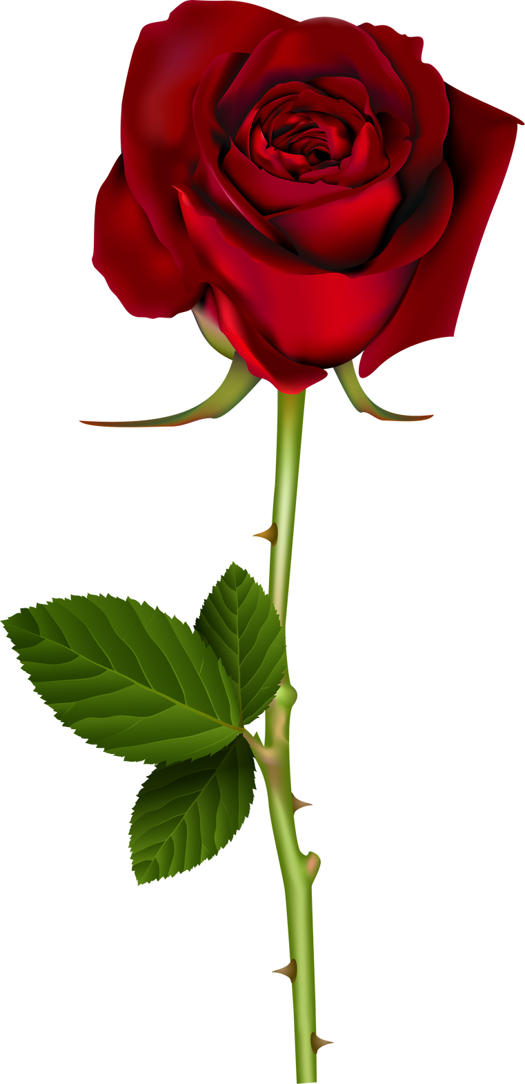 red rose with stem illustration